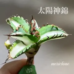 2026年最新】太陽神 アガベの人気アイテム - メルカリ