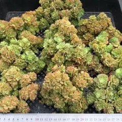 ぷ*く様 多肉植物 10個 2026-0512-MLJP-023 ヌダ