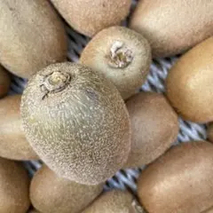 2026年最新】和田果樹園の人気アイテム - メルカリ