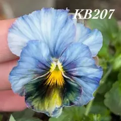 KB207】神戸べっぴんさんビオラ水織音　種15粒在庫出品限りのサムネイル