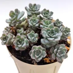 多肉植物 つぶつぶ屋 ざらめ 抜き苗 - メルカリ