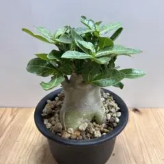 アデニウム オベスム 盆栽仕立て - メルカリ
