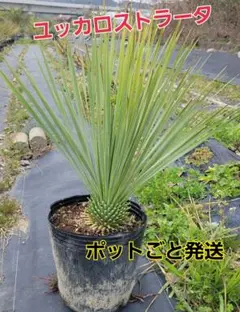 21、ユッカ ロストラータ10　 ポットごと発送
