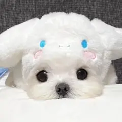 歩様