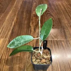 ホヤ カルノーサ ノバゴースト②【現品・鉢付・タグ付・メルカリ便