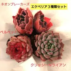2026年最新】多肉植物 苗セットの人気アイテム - メルカリ