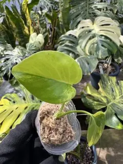 よっし〜様 リクエスト 4点 まとめ商品