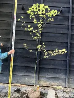 2025年最新】コハウチワカエデの人気アイテム - メルカリ