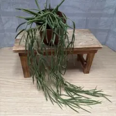 ☘観葉植物☘ホヤ リネアリス 抜き苗⑩ ☘観葉植物☘ホヤ リネアリス㉘ 抜き苗 - メルカリ