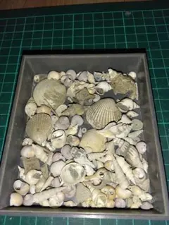 2026年最新】北海道 化石の人気アイテム - メルカリ