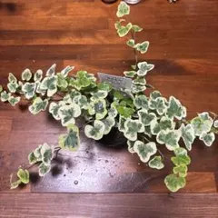 2株☸️観葉植物【ヘデラ❤️ヘリックス ムーンライト】アイビー抜き