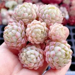 チロルチョコ様 リクエスト 3点 まとめ商品