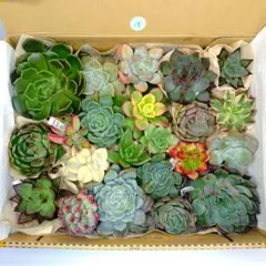29.多肉植物　カット苗詰め合わせ　22種類セット　名前付き