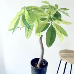 2026年最新】パキラ ムーンライトの人気アイテム - メルカリ