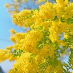 パールアカシア　ミモザ　80サイズ　保水あり