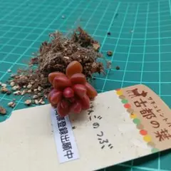 2026年最新】りんごのつぶ多肉植物の人気アイテム - メルカリ