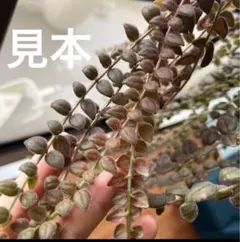 2026年最新】イワタバコの人気アイテム - メルカリ