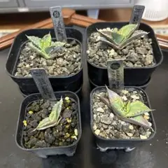 2026年最新】アガベ 子株 セットの人気アイテム - メルカリ