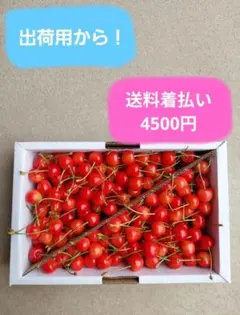 本日まで⭐︎贈L13【特別ギフトBOX】さくらんぼ【L・LL】2箱セット 
