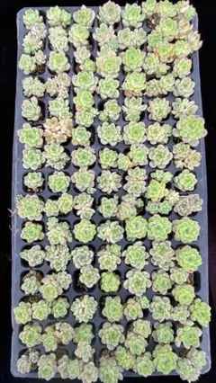 CW1049 ラウル錦 105苗 多肉植物 土と根付き エケベリア 韓国苗 - メルカリ