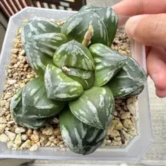 多肉植物 ハオルチア 玉玲瓏x裏般若錦 自宅実生未繁殖苗 7cm鉢 - メルカリ