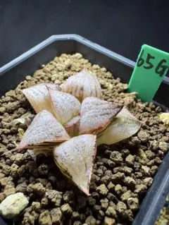 46g 多肉植物 ハオルチア バデイア錦糊斑 自家繁殖 鉢植え発送 - メルカリ