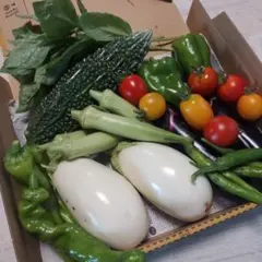 21野菜詰め合わせ、野菜セット＊夏野菜いろいろ！