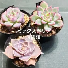 ポットごと発送！ミックスベリア 根付き 3種類