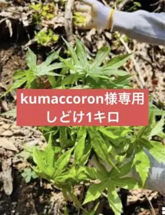 kumaccoron様専用　しどけ1キロ