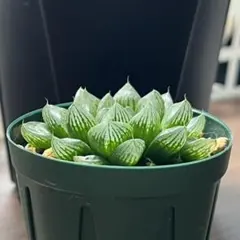 ハオルチア 光るオブツーサ 多肉植物