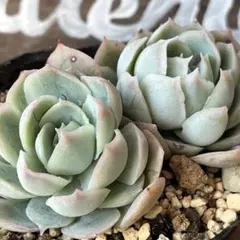 ヒューミリスa 抜き苗 エケベリア 多肉植物