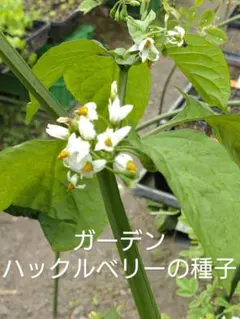 もりのわ絵本古書店&もりのわ畑のお裾分け様 リクエスト 5点 まとめ商品