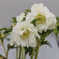 ヒロ様 リクエスト 2点 まとめ商品