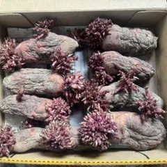 まつのすけ様専用