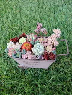 【多肉植物】ちまちま 寄せ植えセット e