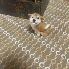 羊毛フェルト 柴犬 ハンドメイドのサムネイル