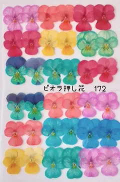 ビオラ押し花　172