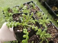 ネモフィラ　抜き　苗　5株　寄せ植え　　にも　ネモフィラ　苗