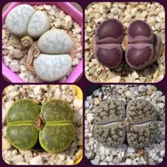 ねこミーム　夕方から夜不在多し様 リクエスト 3点 まとめ商品