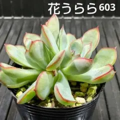 るんるん様 リクエスト 2点 まとめ商品