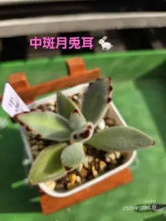 ☆専用☆多肉植物 カランコエ もふもふ兎♡ パーティーラビット +1兎