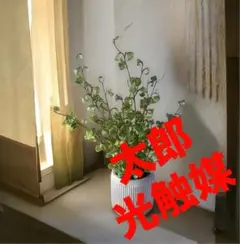光触媒　人工観葉植物　ウォールグリーン　フェイク　フラワー　ベンジャミンバロック