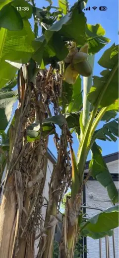 手渡し限定 三重県津市 バナナの苗木 鉢植え - メルカリ