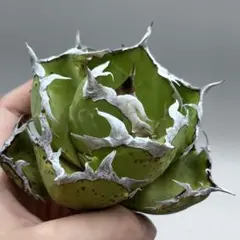 龍門】アガベ 特選 多肉植物 ホリダ 極上強刺 精品株 - メルカリ