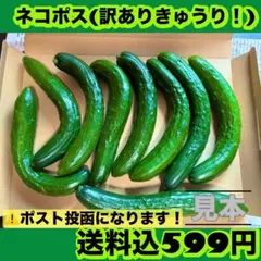 きゅうり(訳あり！)ネコポス。7/13発送予定！18時までのサムネイル