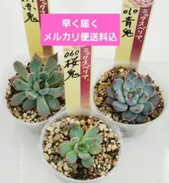 2025年最新】おらいさん苗 青鬼の人気アイテム - メルカリ