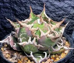 2026年最新】アガベチタノタシーザーの人気アイテム - メルカリ