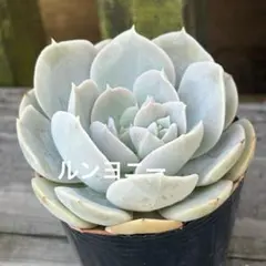 多肉植物 ウィンドオブチェンジ 抜き苗 - メルカリ