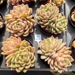 Top【選抜株】多肉植物　22457ダイアモンド　ジェニーHyb 10個　鉢無し