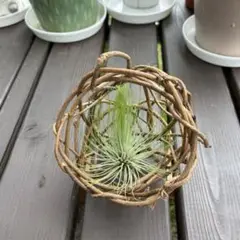 あけびのツル 乱れ編み カゴ エアープランツセット